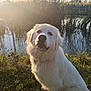 animal, calm, daylight, dog, field, fur, grass, landscape, nature, outdoor, peaceful, pet, pond, reeds, serene, sitting, sky, sunlight, water, white_dog