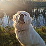 animal, calm, collar, dog, fluffy, grass, landscape, nature, outdoor, peaceful, pond, reeds, reflection, serene, sitting, sky, sunlight, sunset, water, white_dog