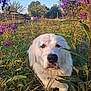 Kona is registered to the contest to win money with this photo: animal, canine, closeup, daylight, dog, field, flora, flower, grass, greenery, nature, outdoor, pet, plant, portrait, purple_flower, shadow, summer, sunlight, white_dog