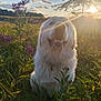 Kona is registered to the contest to win money with this photo: animal, clouds, collar, dog, field, fluffy, golden_hour, grass, happy, nature, outdoor, pet, purple_flowers, sitting, sky, sunflare, sunlight, tree, white_dog, wildflowers