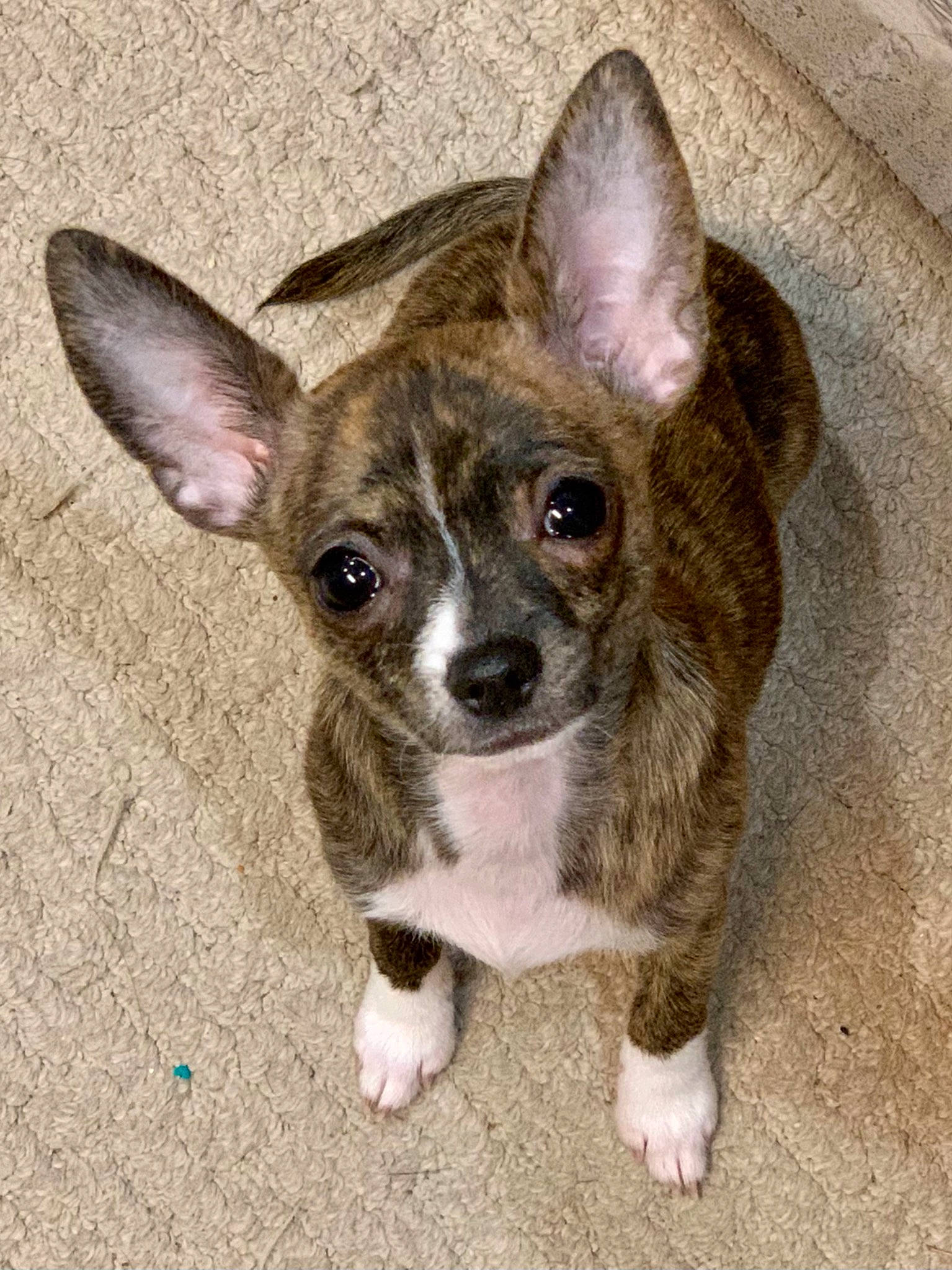Zoey joined the competition — help win amazing prizes! canidae, carnivore, chihuahua, companion_dog, corgi_chihuahua, dog, dog_breed, ear, fawn, fur, non_sporting_group, paw, snout, sporting_group, terrestrial_animal, toy_dog, whiskers, working_animal
