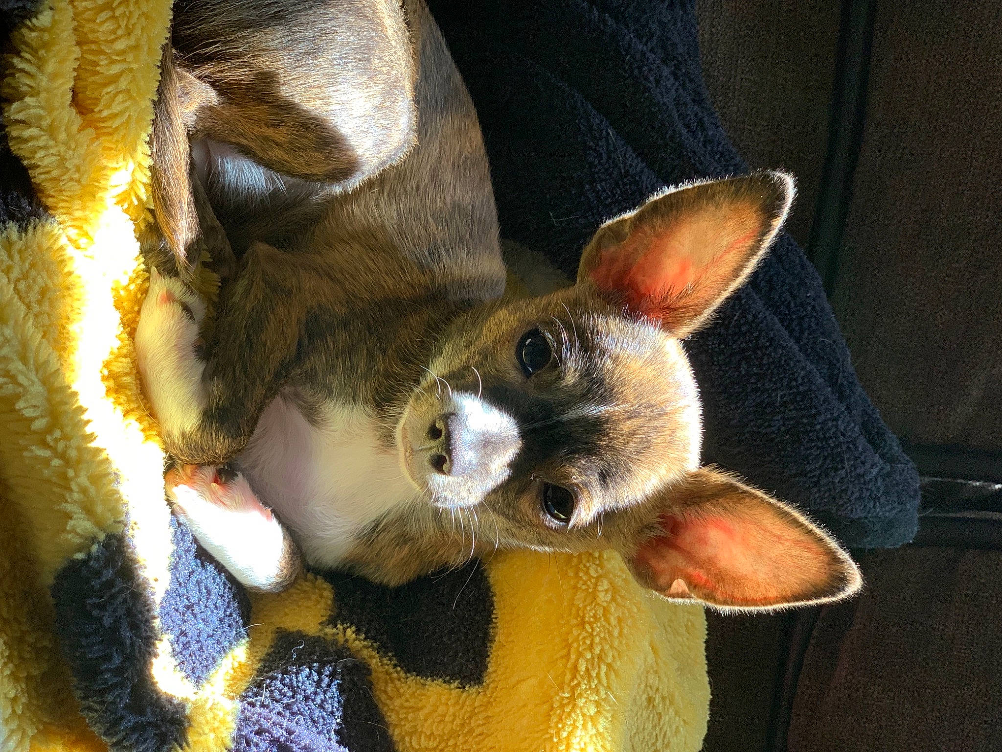 Zoey joined the competition — help win amazing prizes! art, carnivore, close_up, dog_breed, ear, eye, fashion_accessory, fawn, felidae, fur, head, human_body, musical_instrument, snout, string_instrument_accessory, stuffed_toy, tail, toy, whiskers, working_animal