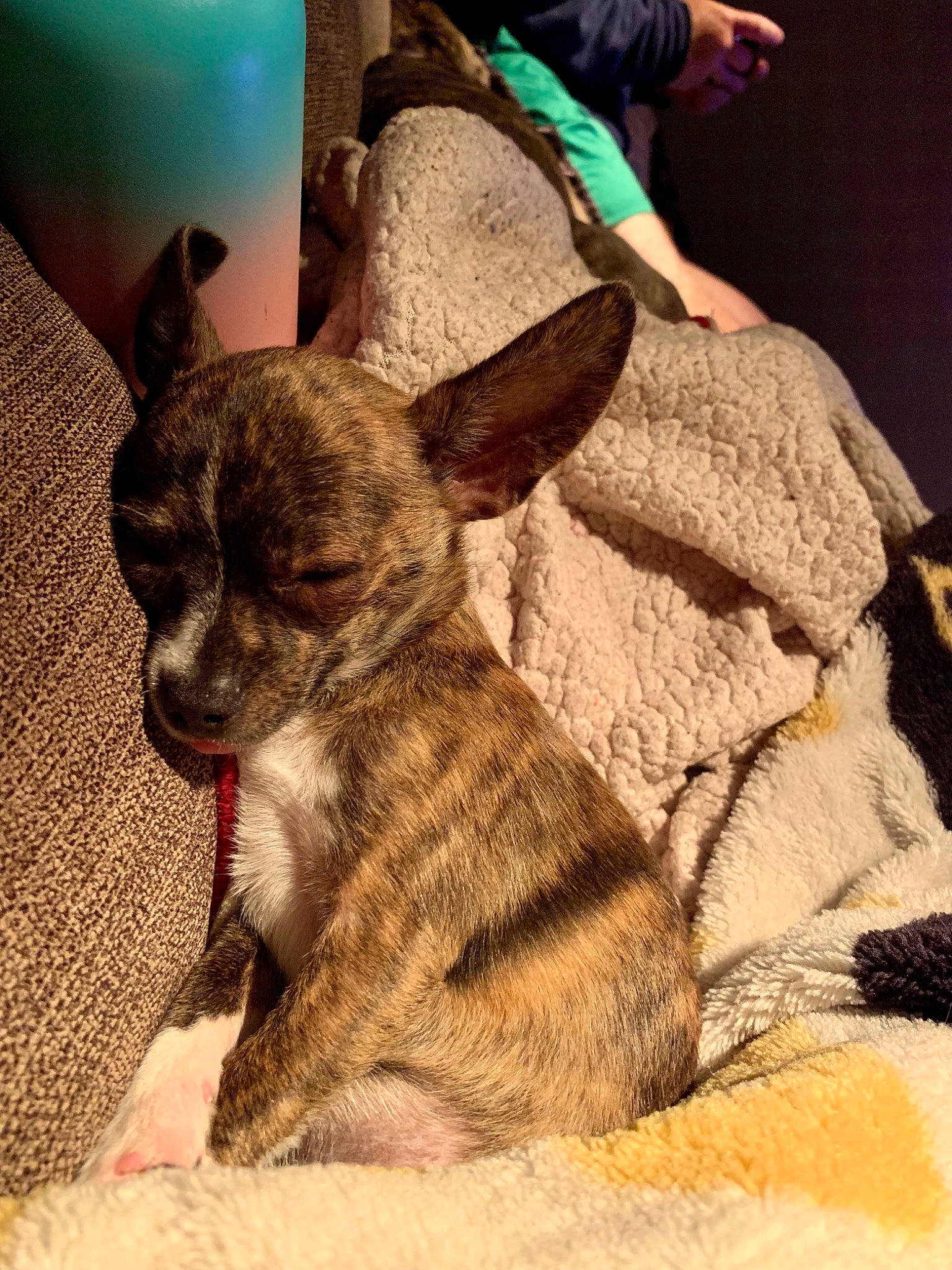 Zoey joined the competition — help win amazing prizes! canidae, carnivore, comfort, companion_dog, dog, dog_breed, dog_supply, ear, fawn, felidae, fur, hat, paw, snout, sporting_group, tail, terrestrial_animal, toy_dog, whiskers, working_animal