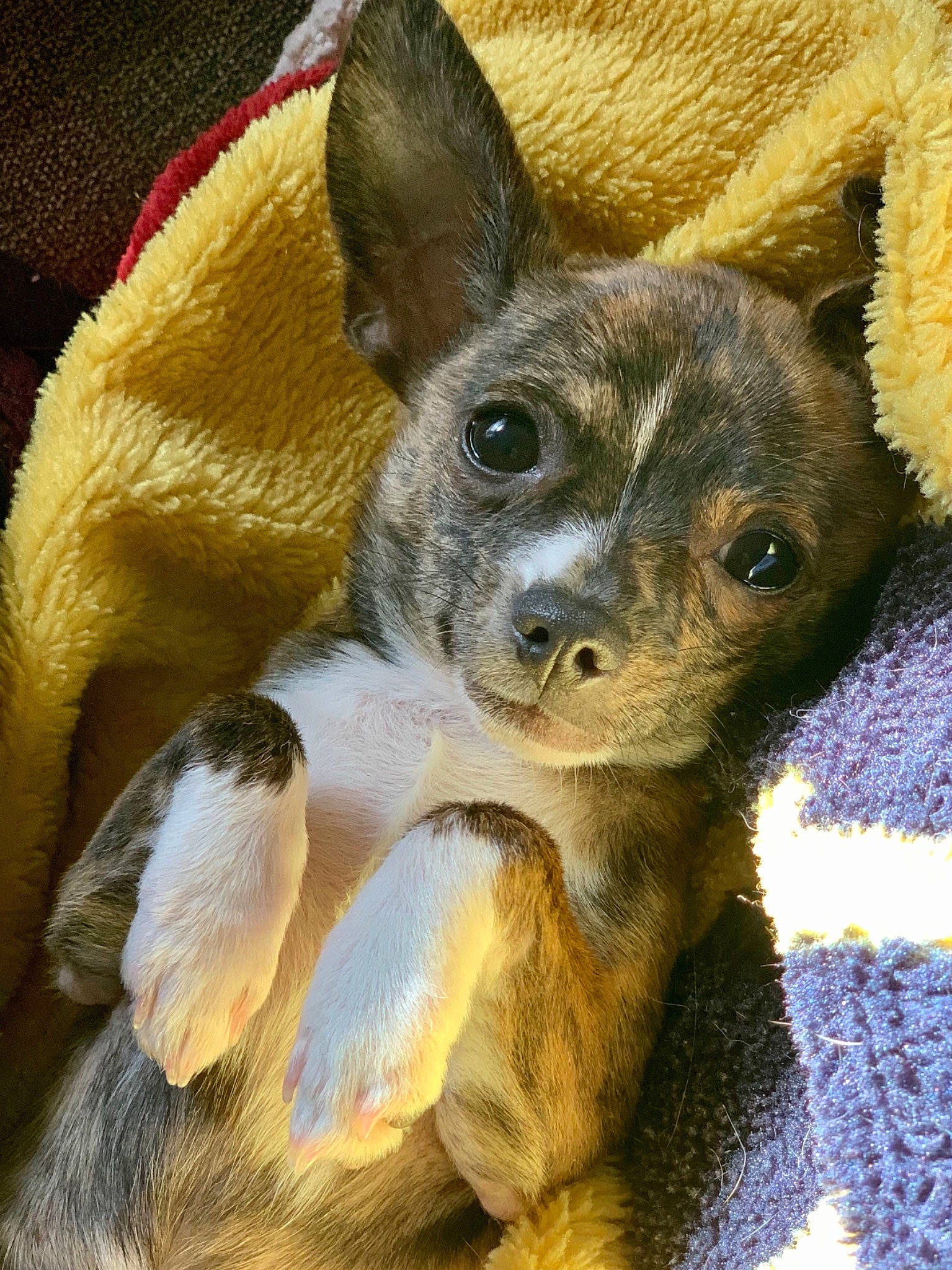 Zoey is registered to the contest to win money with this photo: ancient_dog_breeds, canidae, carnivore, companion_dog, dog, dog_breed, ear, fawn, fur, snout, sporting_group, tail, terrestrial_animal, toy_dog, whiskers, wildlife, working_animal