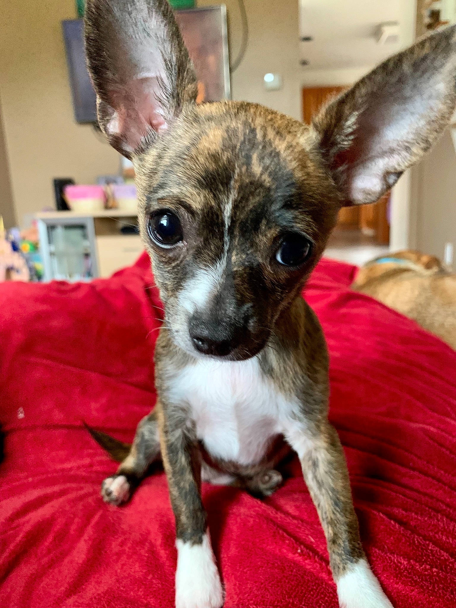 Zoey is registered to the contest to win money with this photo: canidae, carnivore, chihuahua, companion_dog, dog, dog_breed, ear, event, fawn, fur, non_sporting_group, pattern, snout, sporting_group, terrestrial_animal, toy_dog, whiskers, working_animal