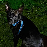 Milo is registered to the contest to win money with this photo: dog, black_dog, blue_collar, blue_harness, pet, animal, outdoor, night, wooden_surface, green_background, leafy, sitting, ears, curious, looking_at_camera, mammal, canine, companion, domestic_animal, dark