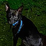 dog, black_dog, blue_collar, blue_harness, pet, animal, outdoor, night, wooden_surface, green_background, leafy, sitting, ears, curious, looking_at_camera, mammal, canine, companion, domestic_animal, dark
