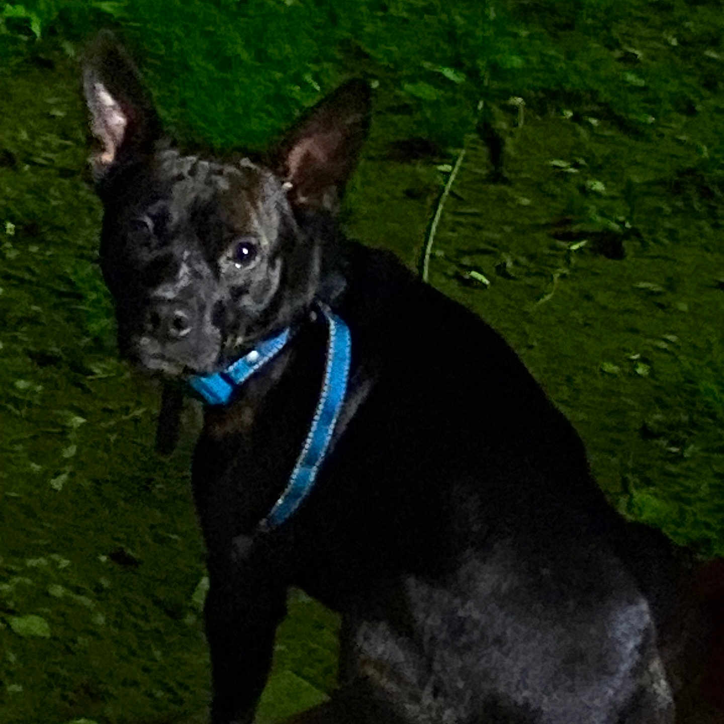 Milo is registered to the contest to win money with this photo: animal, black_dog, blue_collar, blue_harness, canine, companion, curious, dark, dog, domestic_animal, ears, green_background, leafy, looking_at_camera, mammal, night, outdoor, pet, sitting, wooden_surface