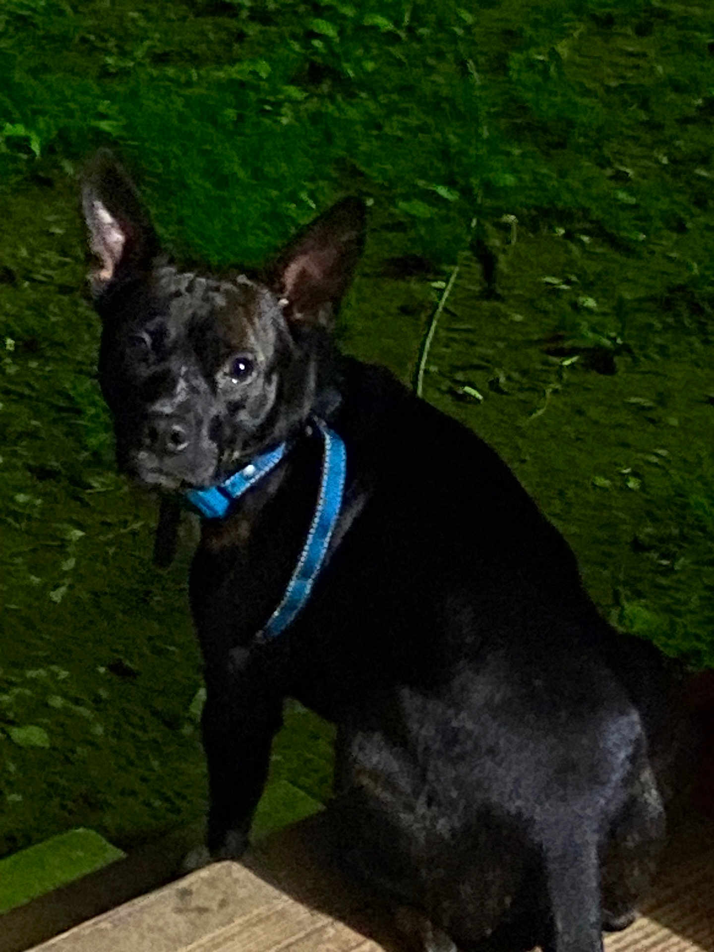Milo is registered to the contest to win money with this photo: dog, black_dog, blue_collar, blue_harness, pet, animal, outdoor, night, wooden_surface, green_background, leafy, sitting, ears, curious, looking_at_camera, mammal, canine, companion, domestic_animal, dark