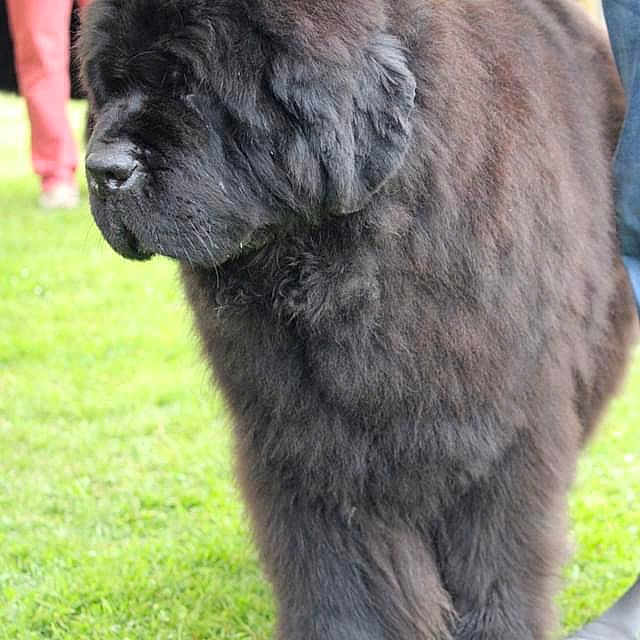 Jeronimo Du Golfe Des Nereides