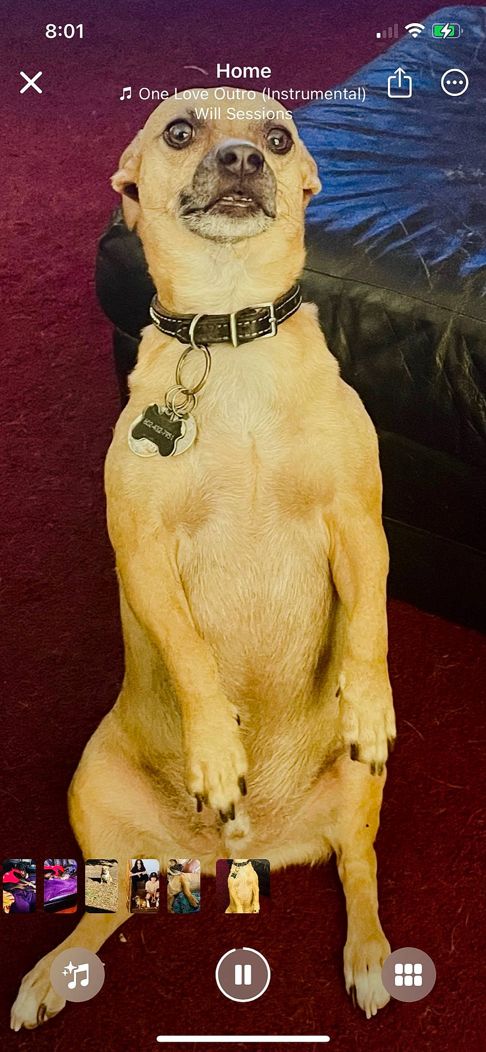 Loco is registered to the contest to win money with this photo: ancient_dog_breeds, art, canidae, carnivore, chest, collar, companion_dog, dog, dog_breed, dog_collar, dog_supply, fawn, hat, liver, paw, pet_supply, snout, sporting_group, tail, working_animal