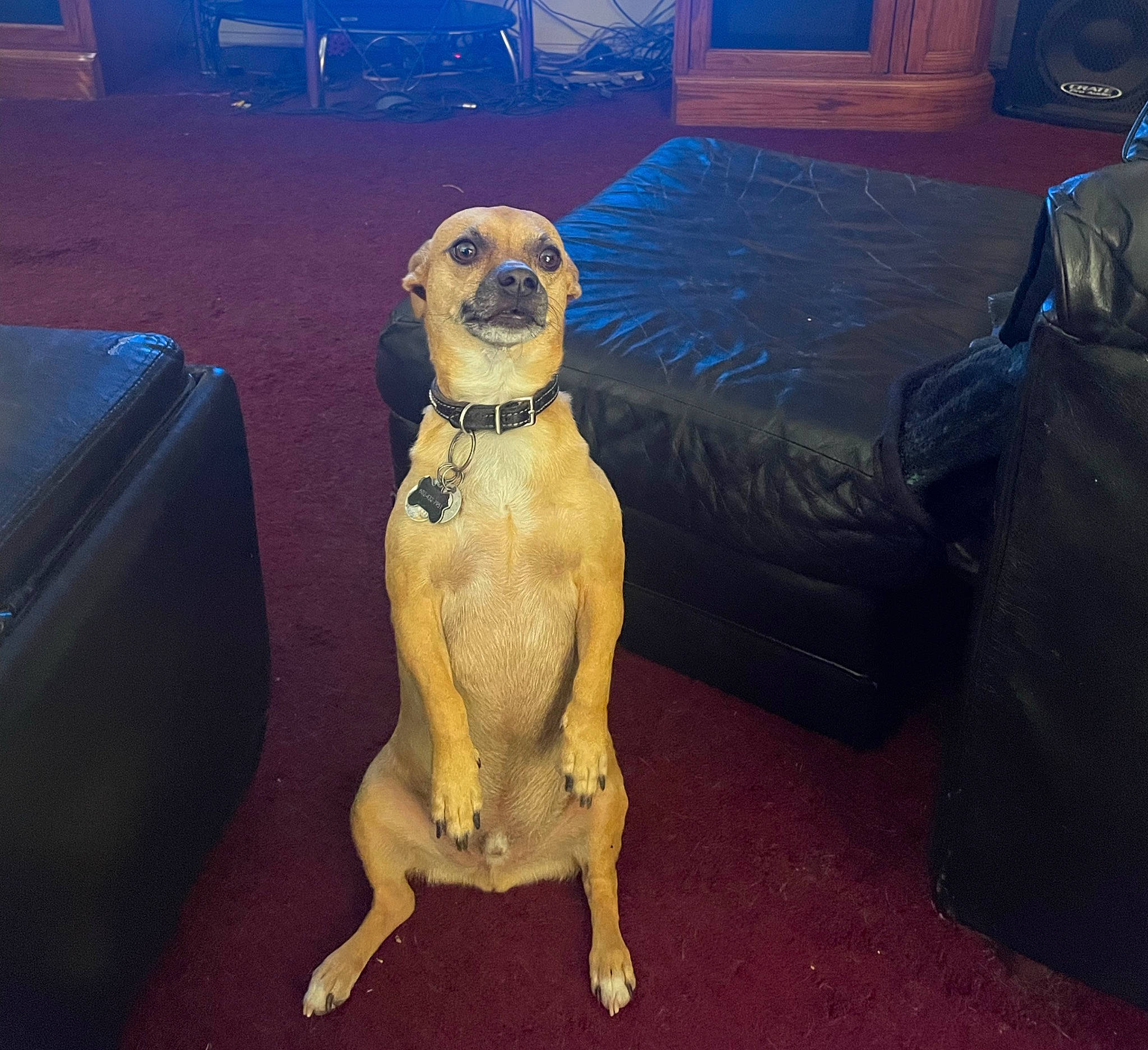 Loco is registered to the contest to win money with this photo: art, automotive_design, automotive_exterior, canidae, carnivore, companion_dog, dog, dog_breed, eyewear, fawn, flooring, foot, fur, metal, sitting, snout, sporting_group, sunglasses, wood, working_animal