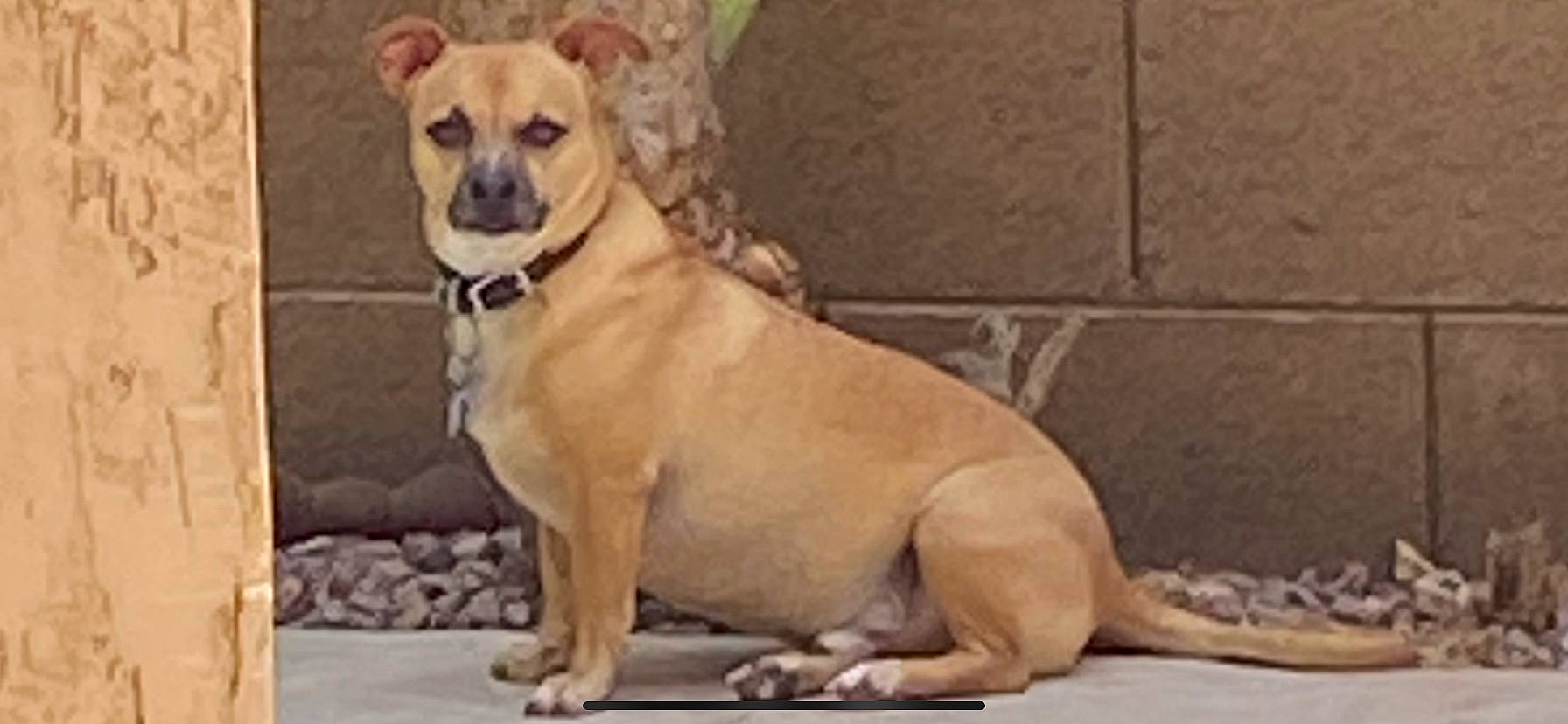 Loco joined the competition — help win amazing prizes! ancient_dog_breeds, canidae, carnivore, collar, companion_dog, dog, dog_breed, dog_supply, door, fawn, non_sporting_group, paw, snout, sporting_group, terrestrial_animal, wildlife, working_animal, working_dog