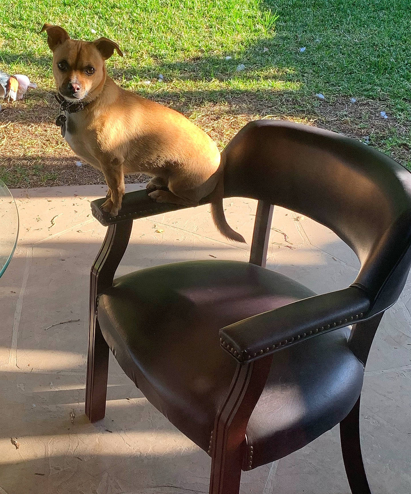 Loco joined the competition — help win amazing prizes! carnivore, chair, chihuahua, collar, comfort, companion_dog, dog, dog_breed, fawn, foot, fur, grass, natural_material, plant, sporting_group, tail, terrestrial_animal, toy_dog, whiskers, wildlife