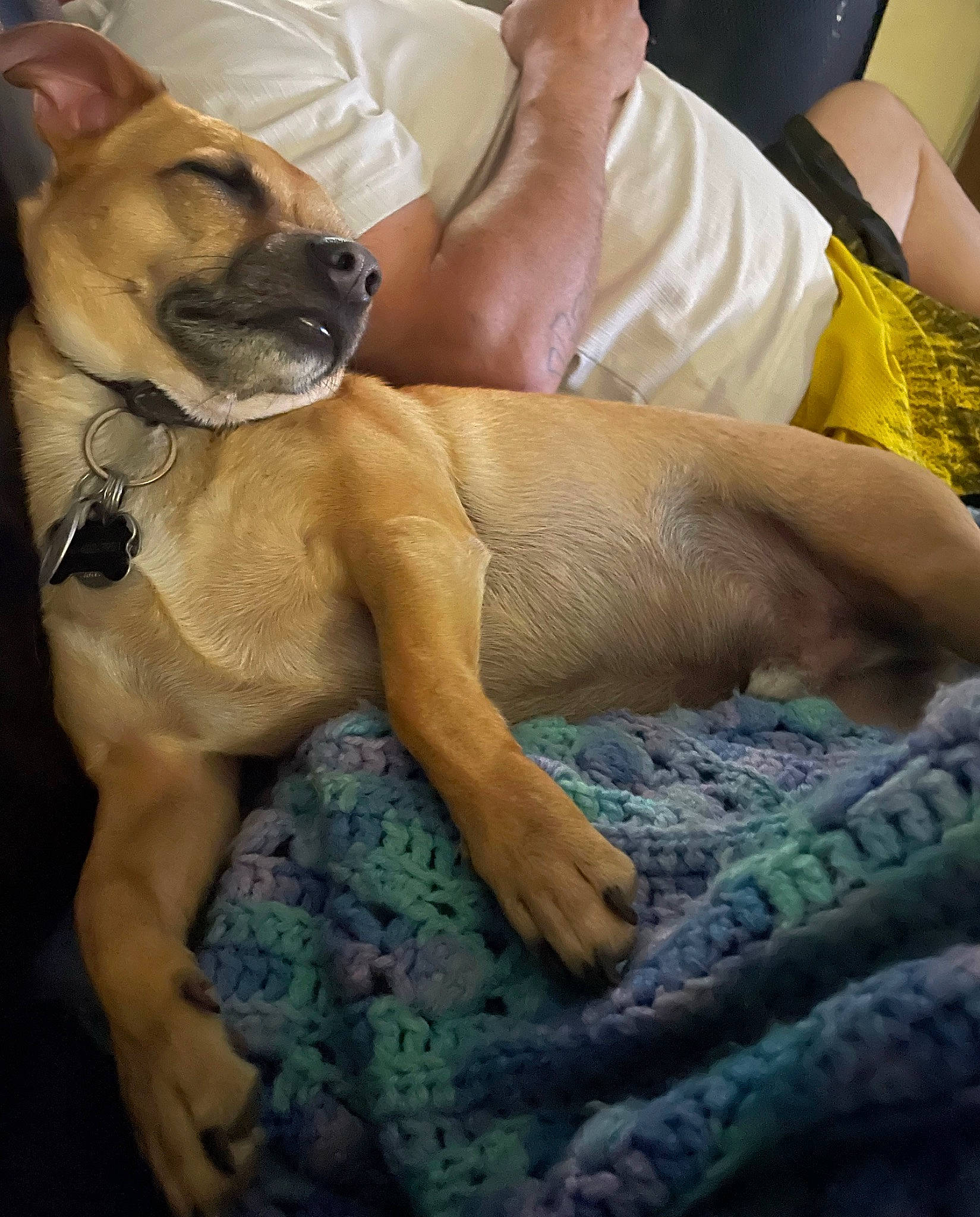 Loco is registered to the contest to win money with this photo: bored, boxer, canidae, carnivore, chair, comfort, companion_dog, dog, dog_breed, fawn, fur, human_leg, non_sporting_group, paw, snout, sporting_group, thigh, whiskers, working_animal, wrinkle