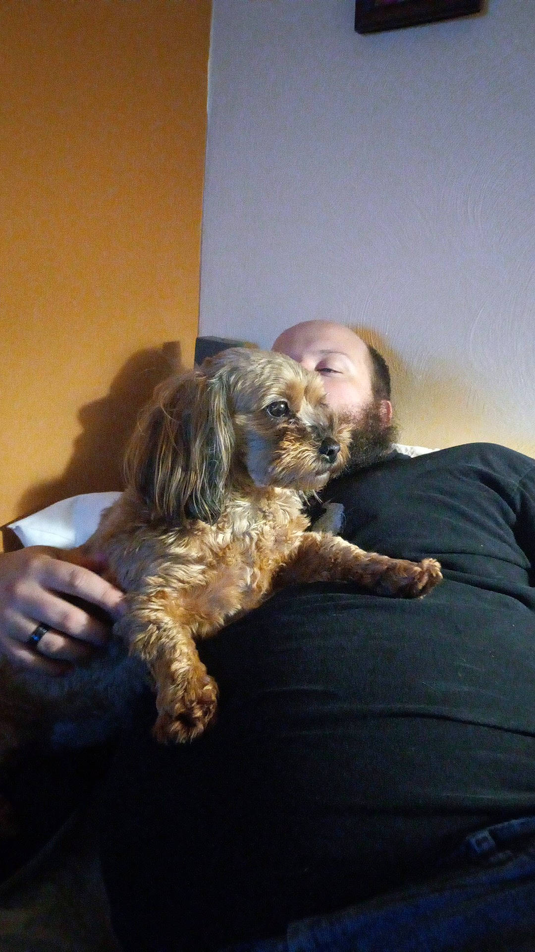 Giger joined the competition — help win amazing prizes! beard, canidae, carnivore, comfort, companion_dog, dog, dog_breed, facial_hair, fun, fur, labradoodle, poodle_crossbreed, puppy, puppy_love, sitting, small_terrier, spaniel, sporting_group, terrier, toy_dog