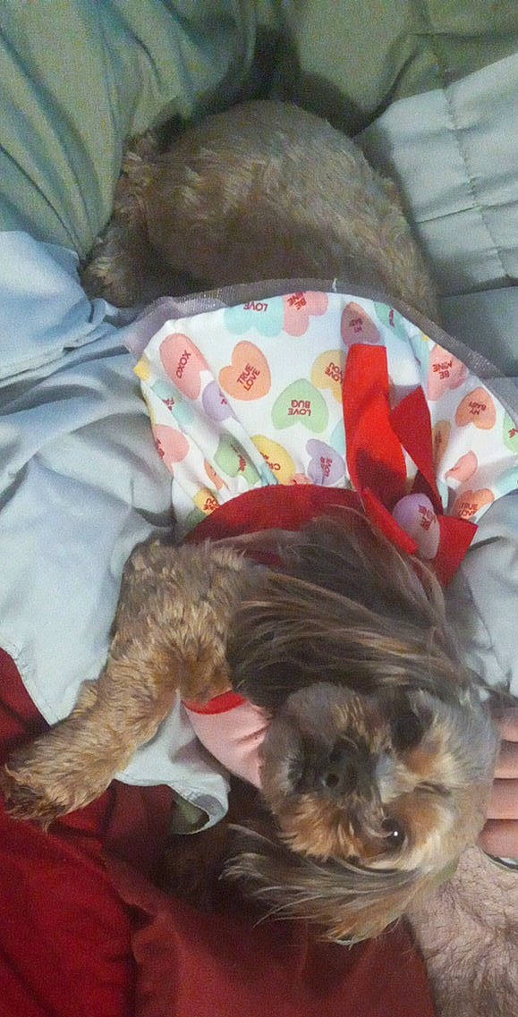 Giger joined the competition — help win amazing prizes! canidae, carnivore, comfort, companion_dog, dog, dog_breed, dog_clothes, dog_supply, fawn, felidae, fur, linens, liver, pet_supply, small_terrier, small_to_medium_sized_cats, sporting_group, terrier, toy_dog, working_animal