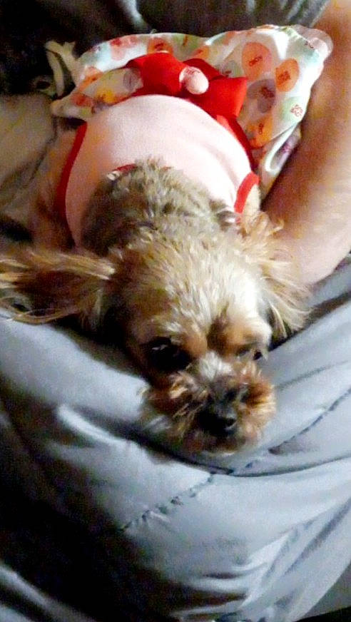 Giger joined the competition — help win amazing prizes! canidae, carnivore, comfort, companion_dog, corgi_chihuahua, dog, dog_breed, dog_supply, fawn, fur, liver, non_sporting_group, puppy_love, small_terrier, snout, sporting_group, tibetan_spaniel, toy_dog, whiskers, working_animal