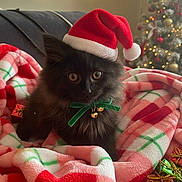Indie joined the competition — help win amazing prizes! cat, kitten, black_cat, santa_hat, christmas, holiday, blanket, plaid, green_ribbon, bells, gift_boxes, decorations, christmas_tree, lights, cozy, indoor, cute, pet, festive, soft