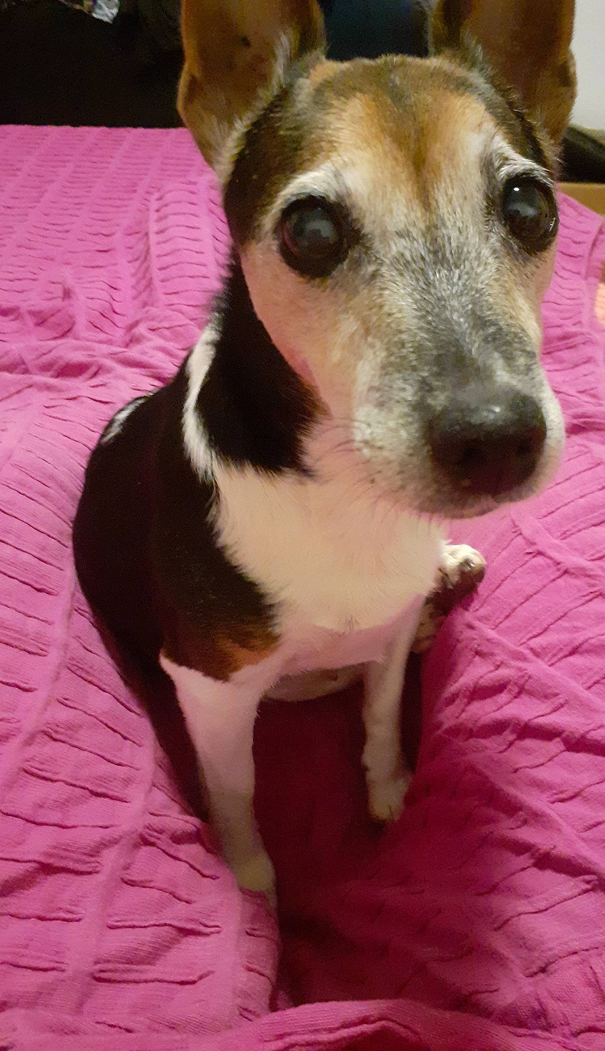 Tina a rejoint le concours — aidez-le/la à gagner de superbes lots ! canidae, carnivore, collar, companion_dog, dog, dog_breed, dog_collar, dog_supply, ear, fawn, fur, head, irishjacks, pet_supply, snout, sporting_group, terrestrial_animal, terrier, whiskers, working_animal