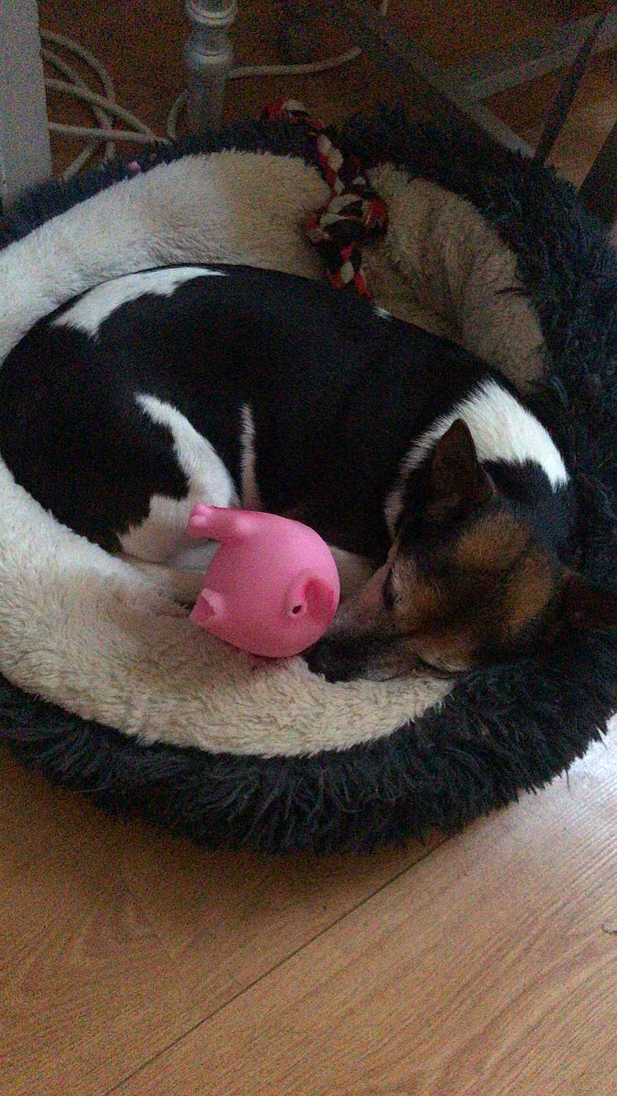 Tina participe au concours pour gagner de l'argent avec cette photo : carnivore, cat_bed, cat_supply, comfort, companion_dog, dog, dog_bed, dog_breed, dog_supply, fawn, flooring, hardwood, linens, paw, pet_supply, snout, tail, toy, wood, working_animal