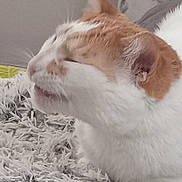Peaches is registered to the contest to win money with this photo: animal, blurred, cat, close_up, cozy, ear, fluffy, fur, indoor, mouth, orange, pet, relaxed, resting, side_view, sleepy, soft, texture, whiskers, white