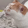 animal, blurred, cat, close_up, cozy, ear, fluffy, fur, indoor, mouth, orange, pet, relaxed, resting, side_view, sleepy, soft, texture, whiskers, white