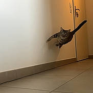 Wilo participe au concours pour gagner de l'argent avec cette photo : cat, tabby_cat, leaping, hallway, tile_floor, door, indoor, pet, animal, fur, whiskers, tail, motion, jumping, playing, curious, alert, domestic_cat, house, light