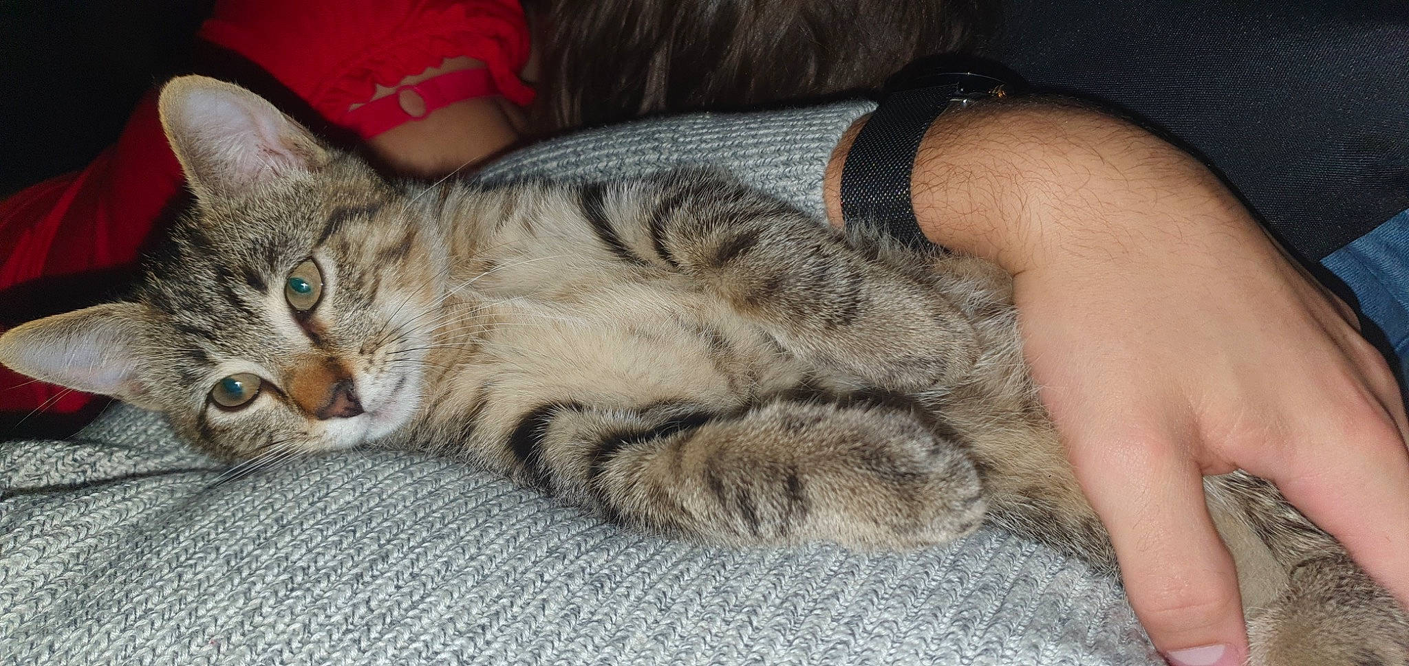 Raven participe au concours pour gagner de l'argent avec cette photo : carnivore, cat, claw, comfort, domestic_short_haired_cat, felidae, foot, fur, nail, nap, paw, sleep, small_to_medium_sized_cats, snout, tail, terrestrial_animal, whiskers