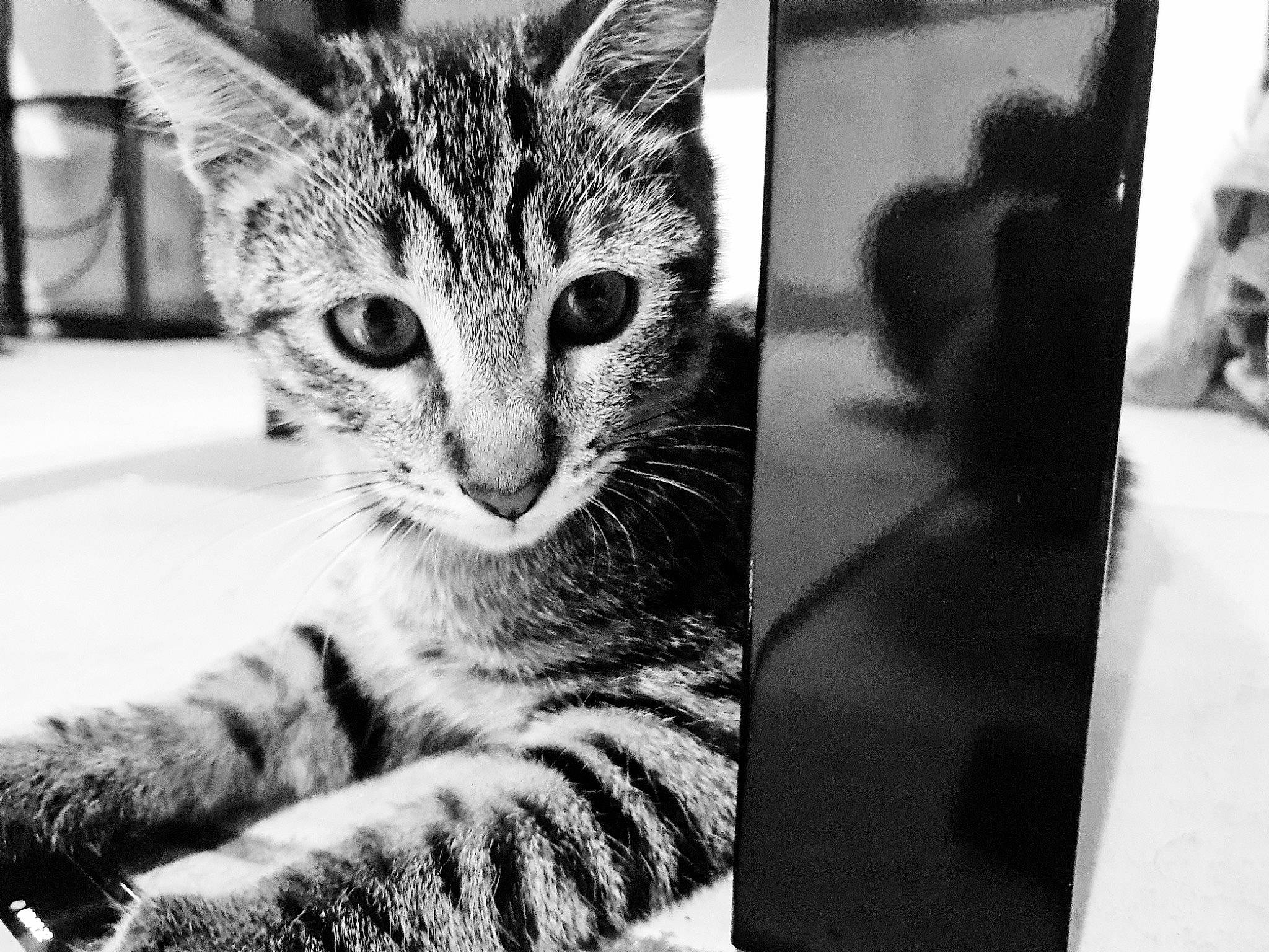 Raven participe au concours pour gagner de l'argent avec cette photo : art, black, black_and_white, carnivore, cat, domestic_short_haired_cat, felidae, fur, monochrome, monochrome_photography, paw, rectangle, small_to_medium_sized_cats, snout, stock_photography, style, terrestrial_animal, tree, whiskers, wildlife