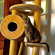 Raven participe au concours pour gagner de l'argent avec cette photo : cat, tabby_cat, cat_tree, indoor, furniture, rope, wooden_cabinet, pet, animal, sitting, feline, curious, domestic_cat, furry, whiskers, ears, tail, furniture_leg, natural_light, shadow
