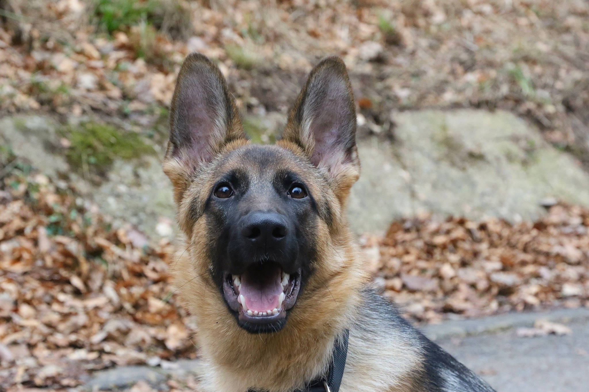 Ciara participe au concours pour gagner de l'argent avec cette photo : belgian_shepherd_malinois, bohemian_shepherd, canidae, carnivore, dog, dog_breed, east_european_shepherd, fawn, german_shepherd_dog, king_shepherd, kunming_wolfdog, mammal, old_german_shepherd_dog, rare_breed_dog, shiloh_shepherd_dog, snout, vertebrate, working_dog