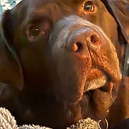 Kodiak is registered to the contest to win money with this photo: animal, blanket, brown_dog, close_up, comfort, companion, cozy, dog, domestic_animal, ears, fur, furniture, indoor, looking, nostrils, pet, relaxed, snout, soft_texture, warm_lighting