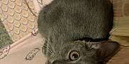 Baloo a rejoint le concours — aidez-le/la à gagner de superbes lots ! cat, gray_cat, pet, animal, feline, wide_eyes, curled_up, blanket, hello_kitty, patterned_fabric, indoor, cute, whiskers, fur, relaxed, looking_up, close_up, domestic_cat, cozy, resting