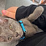 Baloo a rejoint le concours — aidez-le/la à gagner de superbes lots ! kitten, cat, pet, gray_fur, blue_collar, indoor, lap, person, furniture, curious, closeup, cute, animal, whiskers, eyes, soft, cozy, domestic, young, resting
