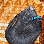Baloo participe au concours pour gagner de l'argent avec cette photo : cat, sleeping, gray_cat, collar, blanket, orange, brown, cozy, fur, pet, domestic_animal, resting, curled_up, indoor, soft_texture, cute, animal, feline, comfort, nap