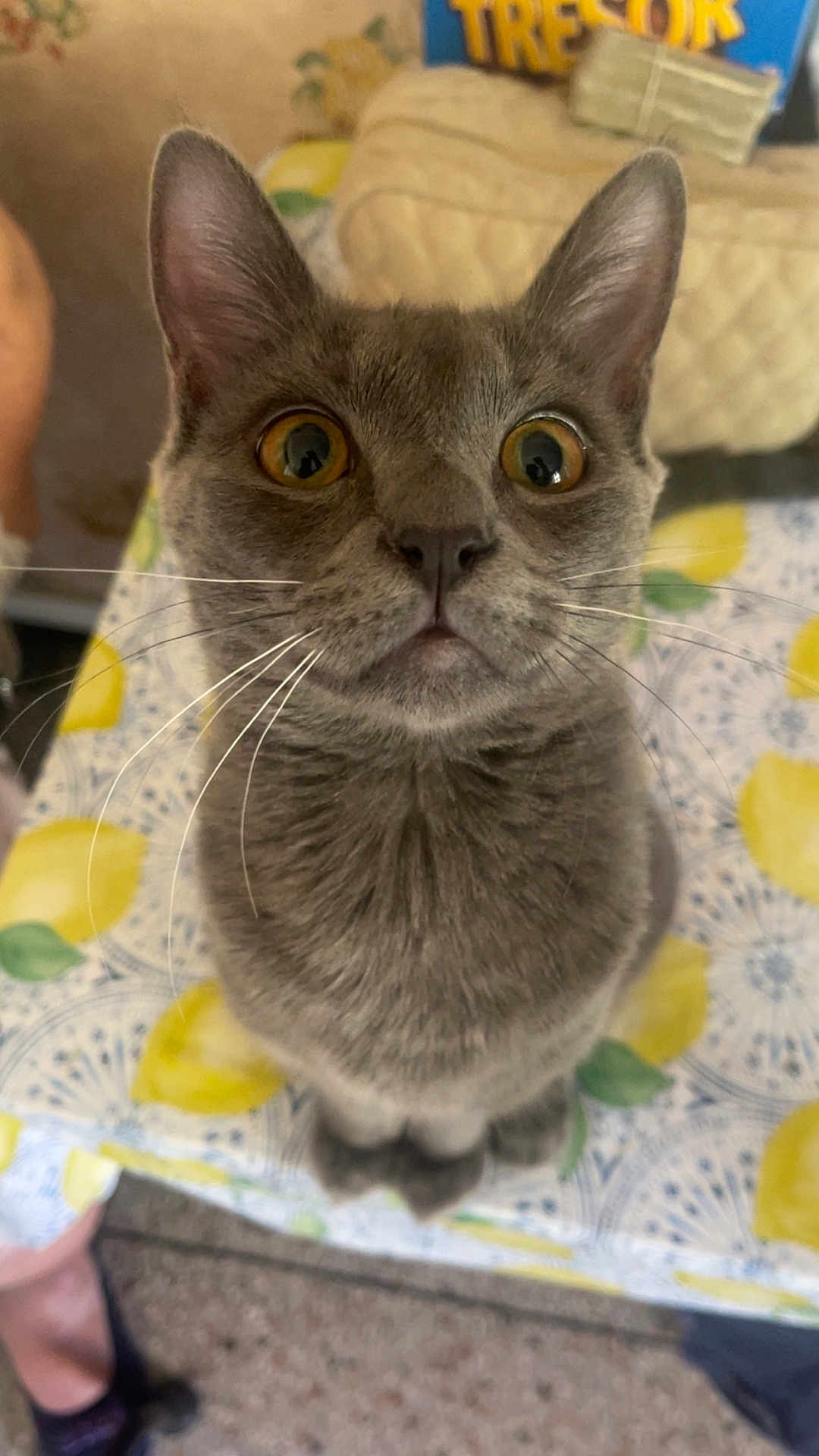 Baloo a rejoint le concours — aidez-le/la à gagner de superbes lots ! cat, gray_cat, pet, animal, whiskers, tablecloth, lemon_pattern, curious, wide_eyes, indoor, close_up, feline, sitting, looking_up, cute, domestic_cat, fur, ears, nose, eyes