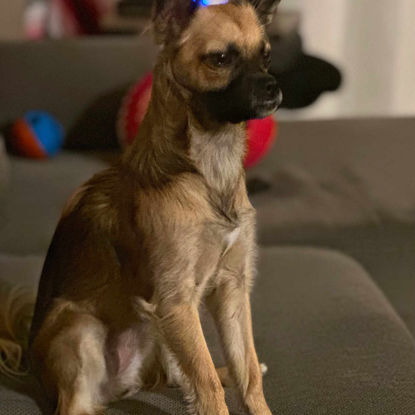 Nala