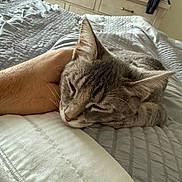 Gracie joined the competition — help win amazing prizes! bed, bedroom, calm, cat, comfort, cozy, domestic_animal, dresser, feline, furniture, gray_tabby, hand, home, indoor, petting, quiet, relaxation, resting, sleeping, soft_texture
