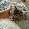bed, bedroom, calm, cat, comfort, cozy, domestic_animal, dresser, feline, furniture, gray_tabby, hand, home, indoor, petting, quiet, relaxation, resting, sleeping, soft_texture