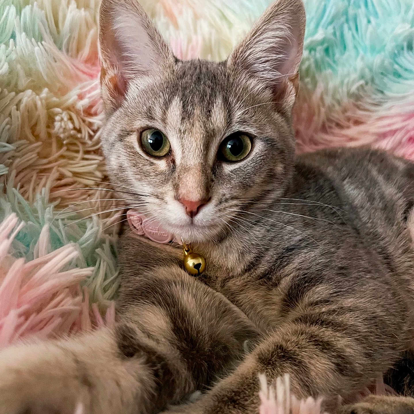 Gracie