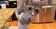 Gracie joined the competition — help win amazing prizes! animal, appliance, cabinet, cat, chair, claws, cooking_area, countertop, curious, domestic, furniture, gray_cat, household, indoor, kitchen, pet, playful, refrigerator, wide_eyes, wooden_floor