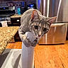 animal, appliance, cabinet, cat, chair, claws, cooking_area, countertop, curious, domestic, furniture, gray_cat, household, indoor, kitchen, pet, playful, refrigerator, wide_eyes, wooden_floor