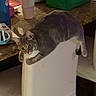 Gracie is registered to the contest to win money with this photo: animal, bag, cat, chair, countertop, curious, domestic, feline, gray_cat, household, indoor, kitchen, looking, pet, relaxed, resting, tabby, tumbler, water_bottle, white_chair