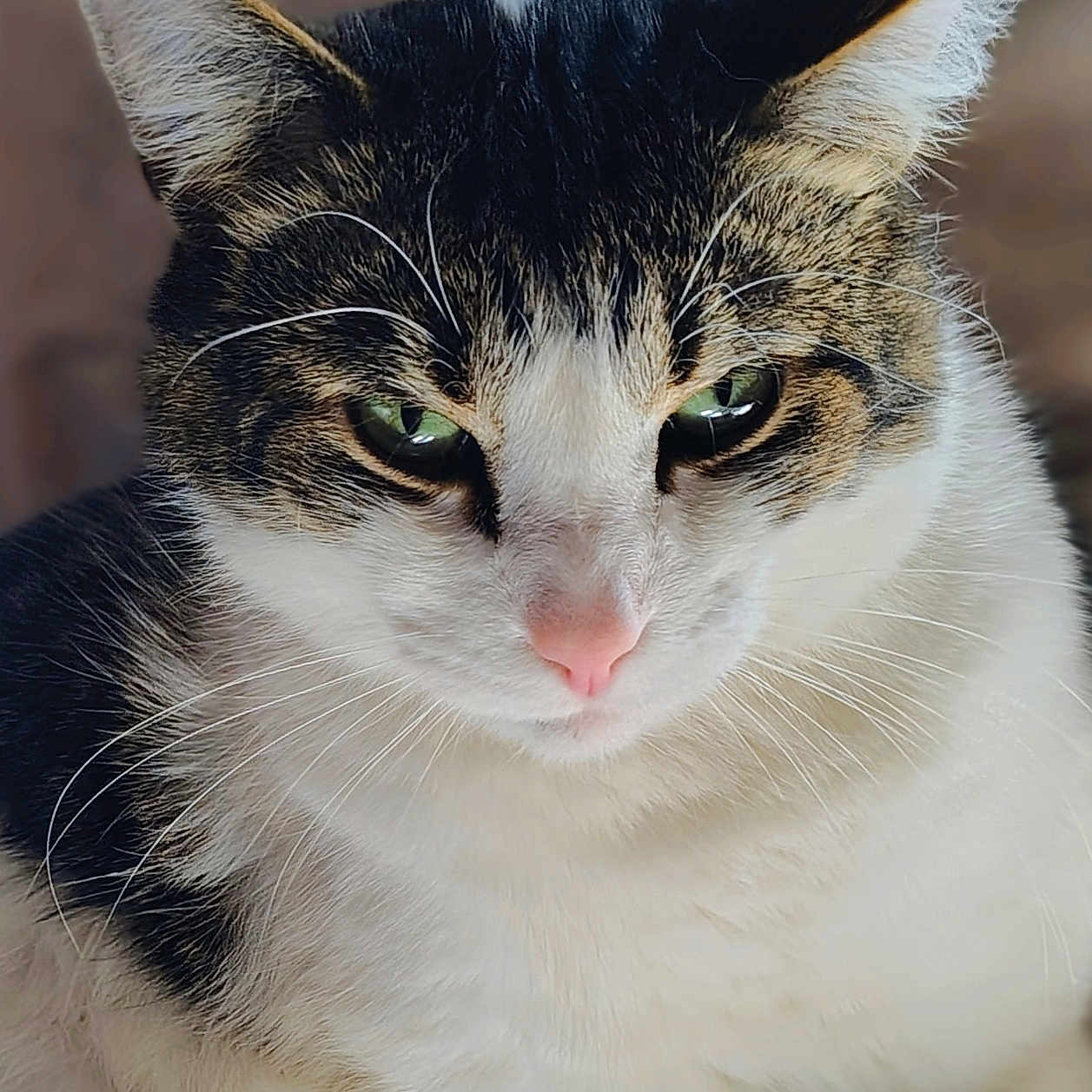 Pander is registered to the contest to win money with this photo: cat, close_up, portrait, green_eyes, pink_nose, fur, whiskers, animal, pet, domestic_cat, serious_expression, mammal, feline, face, cute, indoor, soft_light, detailed, tabby
