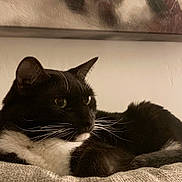 Charlie is registered to the contest to win money with this photo: animal, black_and_white, calm, cat, closeup, couch, curious, ears, face, feline, fur, home, indoor, lying_down, pet, portrait, relaxed, texture, tuxedo_cat, whiskers