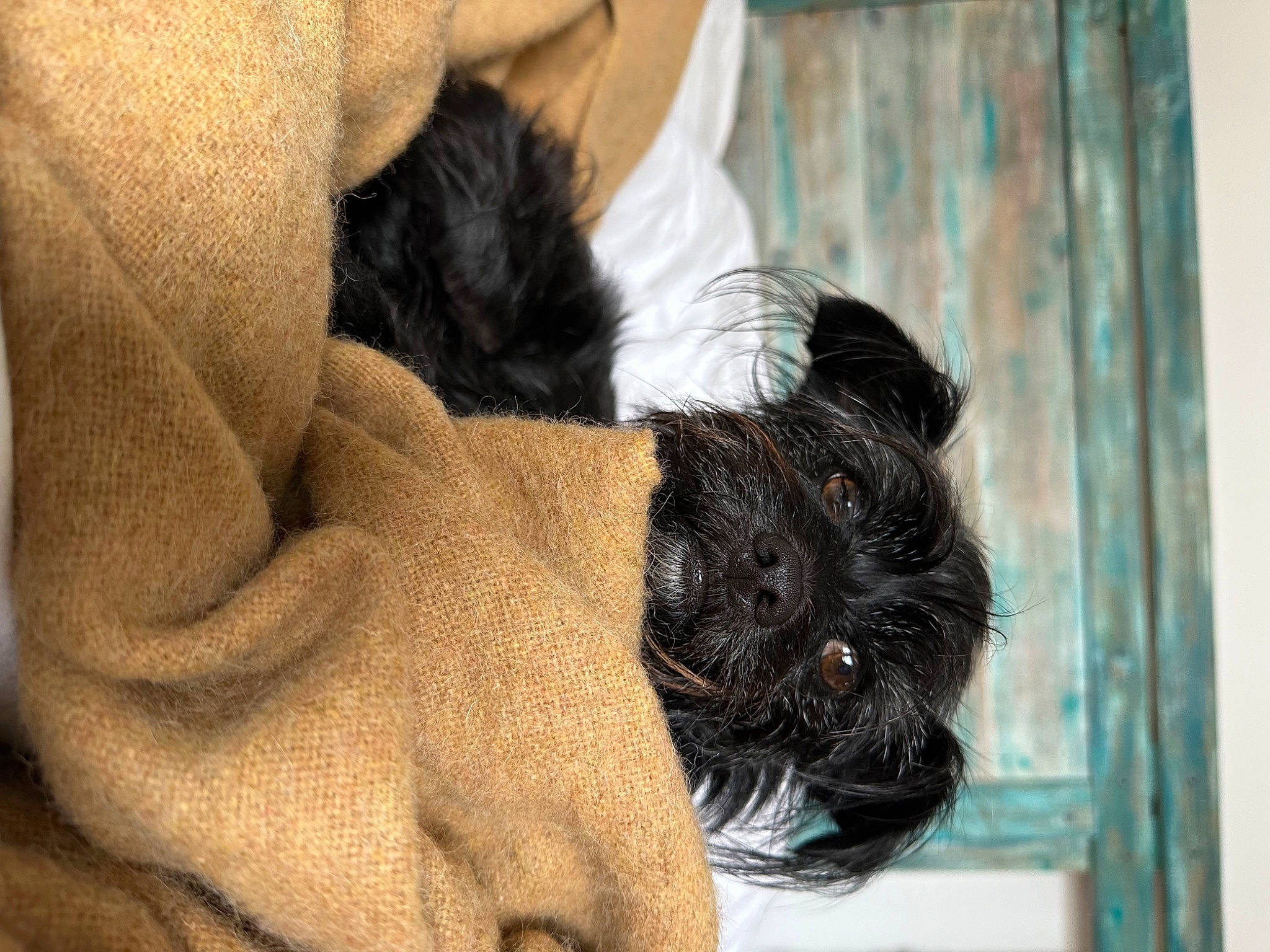 Billie participe au concours pour gagner de l'argent avec cette photo : carnivore, claw, comfort, companion_dog, dog, dog_breed, ear, fawn, felidae, fur, gesture, human_leg, liver, pet_supply, snout, sporting_group, tail, terrestrial_animal, whiskers, working_animal