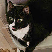Shadow joined the competition — help win amazing prizes! animal, black_and_white, cat, close_up, curious, cute, domestic_animal, doorframe, feline, floor, indoor, paw, pet, plastic_container, resting, sleepy, tile_floor, tongue_out, tuxedo_cat, whiskers