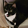 animal, black_and_white, cat, close_up, curious, cute, domestic_animal, doorframe, feline, floor, indoor, paw, pet, plastic_container, resting, sleepy, tile_floor, tongue_out, tuxedo_cat, whiskers