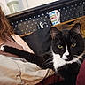 Shadow is registered to the contest to win money with this photo: black_and_white_cat, blanket, cat, closeup, cord, cushion, electronics, fur, furniture, indoor, mug, paw, person, pet, relaxed, resting, shoulder, whiskers, wood, yellow_eyes
